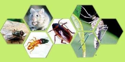 饭堂灭鼠,灭蟑,灭蝇制度及操作规范