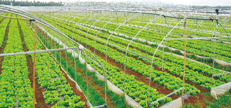 大型无公害蔬菜种植基地